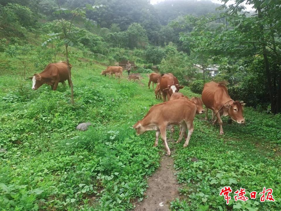 張登桃養(yǎng)牛基地1.jpg