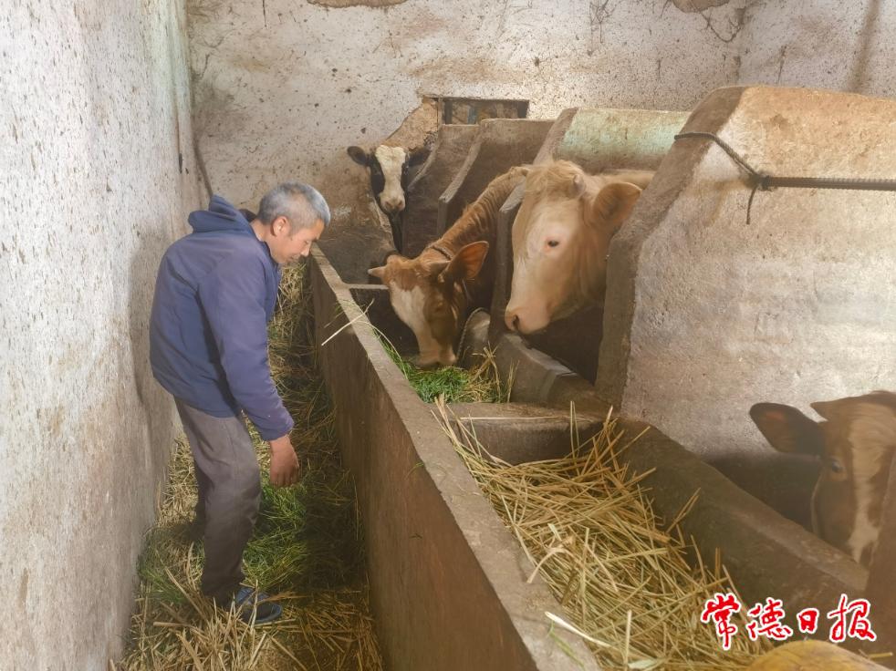 5月11日，羅抗軍給黃牛喂飼料.jpg